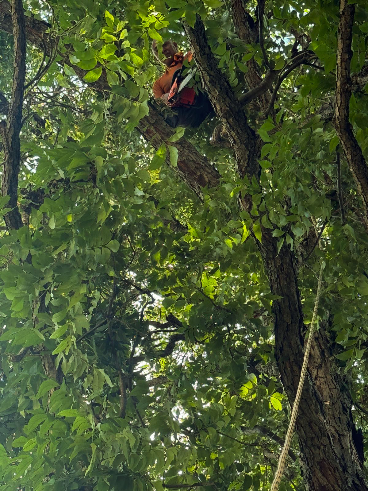 Tree Cutting